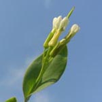 Conringia orientalis - Ackerkohl