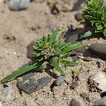Coryspermum leptopterum - Schmalflügeliger Wanzensame