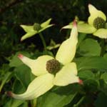 Cornus kousa - Japanischer Blumen-Hartriegel