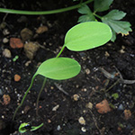 Corydalis cava - Hohler Lerchensporn