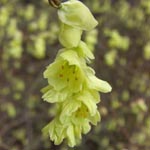 Corylopsis spicata - Ähren-Scheinhasel