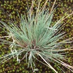 Corynephorus canescens - Silbergras