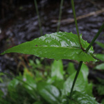 Crepis paludosa - Sumpf-Pippau