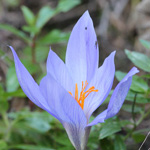 Crocus sativus - Safran