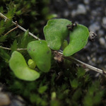 Cuphea hyssopifolia - Japanische Scheinmyrte