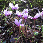 Cyclamen hederifolium - Efeublättriges Alpenveilchen