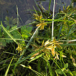 Cyperus flavescens - Gelbliches Cyperngras