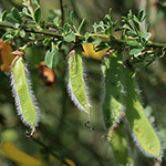 Cytisus scoparius - Besenginster