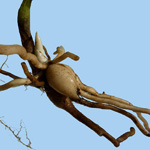 Dactylorhiza maculata - Geflecktes Knabenkraut