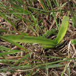 Dactylorhiza sennia - Senne-Knabenkraut