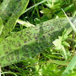 Dactylorhiza maculata agg. x majalis