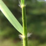 Danthonia decumbens - Dreizahn