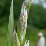 Danthonia decumbens - Dreizahn