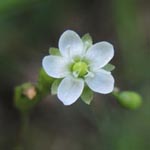 Drosera rotundifolia - Rundblättriger Sonnentau