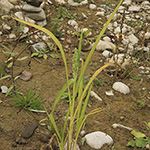 Echinochloa frumentaceae - Japanhirse