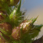 Echinochloa muricata - Borstige Hühnerhirse