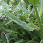Echium plantagineum - Wegerichblättriger Natternkopf