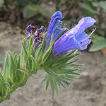 Echium plantagineum - Wegerichblättriger Natternkopf