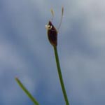 Eleocharis acicularis - Nadel-Binse