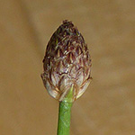 Eleocharis ovata - Eiköpfige Sumpfbinse