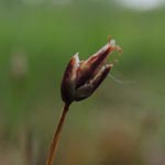 Eleocharis quinquiflora - Wenigblütige Sumpfbinse