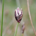 Eleocharis quinquiflora - Wenigblütige Sumpfbinse