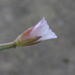 Epilobium roseum - Rosarotes Weidenröschen