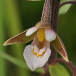 Epipactis palustris - Sumpf-Stendelwurz