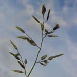 Poaceae - Süßgräser