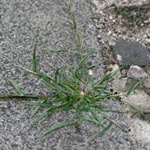 Eragrostis multicaulis - Japanisches Liebesgras