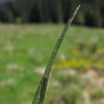 Eriophorum angustifolium - Schmalblättriges Wollgras