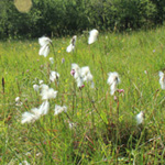 Eriophorum angustifolium - Schmalblättriges Wollgras