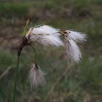 Eriophorum latifolium - Breitblättriges Wollgras
