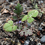 Erodium cicutarium - Gewöhnlicher Reiherschnabel