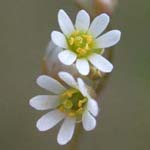 Erophila verna - Frühlings-Hungerblümchen