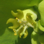 Euphorbia amygdaloides - Mandel-Wolfsmilch