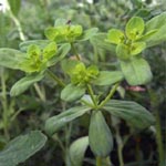 Euphorbia helioscopia - Sonnenwend-Wolfsmilch