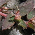Chamaesyce (= Euphorbia) maculata - Gefleckte Wolfsmilch