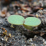 Chamaesyce maculata - Gefleckte Wolfsmilch
