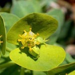 Euphorbia myrsinites - Walzen-Wolfsmilch