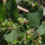 Euphorbia prostrata - Niederliegende Wolfsmilch