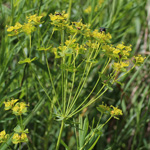 Euphorbia saratoi - Scheinruten-Wolfsmilch