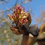 Fraxinus excelsior - Gewöhnliche Esche