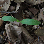 Fraxinus excelsior - Esche