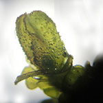 Frullania dilatata - Breites Wassersackmoos