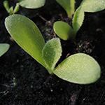Gaillardia aristata - Prärie-Kokardenblume