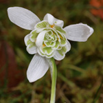 Galanthus nivalis 'Flore Pleno' - Kleines Schneeglöckchen