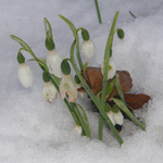 Galanthus nivalis - Kleines Schneeglöckchen