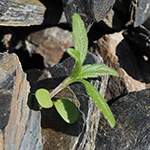 Galeopsis angustifolia - Schmalblättriger Hohlzahn