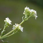 Galium saxatile - Harzer Labkraut